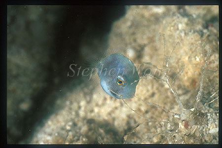 Filefish_Aosa_Hagi_01_6mm_Brachaluteres_ulvarum.jpg