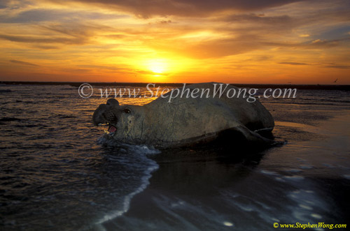 Southern Elephant Seals 09 bull copy