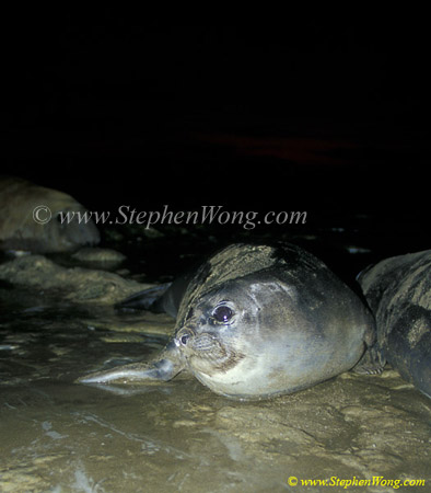 Southern Elephant Seals 11 juvenile copy