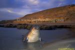 Southern Elephant Seals 12 juvenile copy