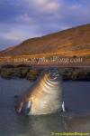 Southern Elephant Seals 12a juvenile copy