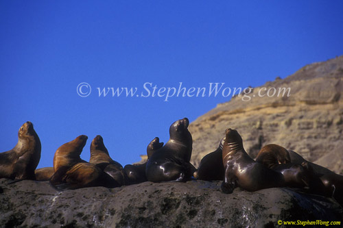 Southern Sea Lions 02 copy