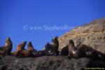 Southern Sea Lions 02 copy