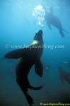 Southern Sea Lions 03 copy