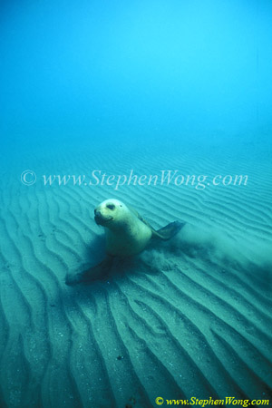 Southern Sea Lions 05