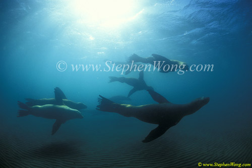 Southern Sea Lions 08 copy