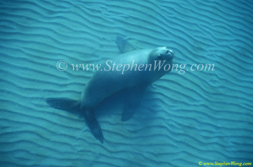 Southern Sea Lions 09 copy