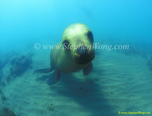 Southern Sea Lions 10 copy