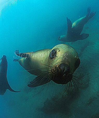 Southern Sealion 01