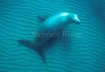 Southern Sealion 04