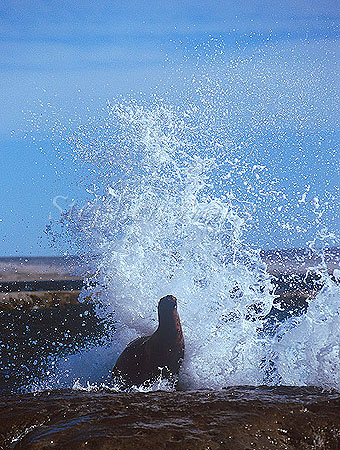 Southern Sealion 06