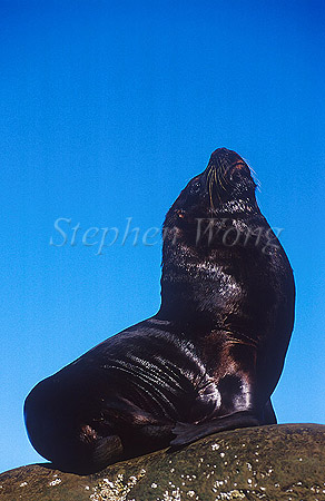 Southern Sealion 08 bull