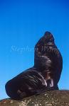 Southern Sealion 08 bull