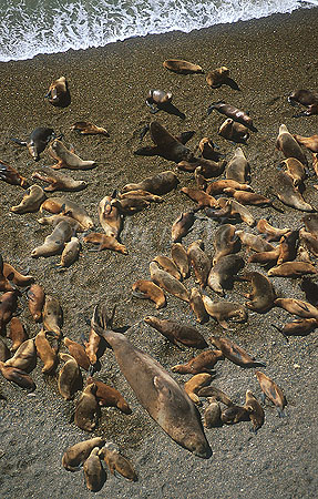 Southern Sealion & Southern Elephant Seal 01 together