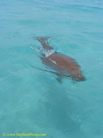 Dugong 01