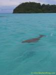 Dugong 02