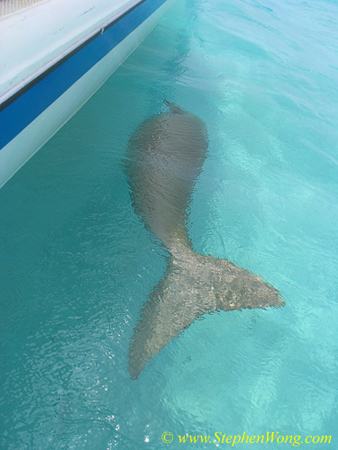 Dugong 03