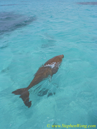 Dugong 04