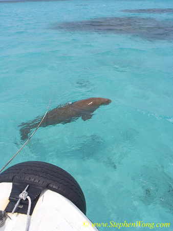 Dugong 05