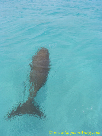 Dugong 06