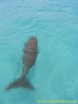 Dugong 06