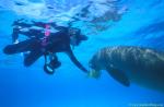 Dugong 15 feeding by Takako