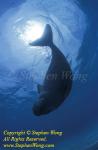 Dugong 131t web