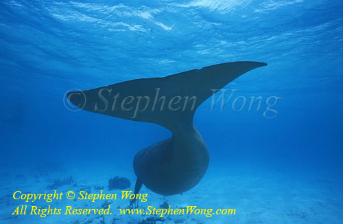Dugong 134t web