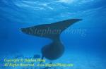Dugong 134t web