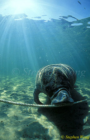 Manatee 01, dental flossing USA 051304