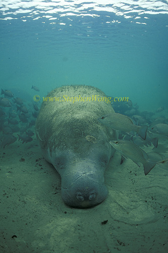 Manatee 02 napping & snappers 0705