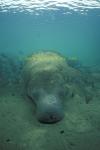 Manatee 02 napping & snappers 0705