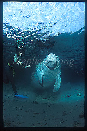 Manatee 64 & Takako, Florida2001