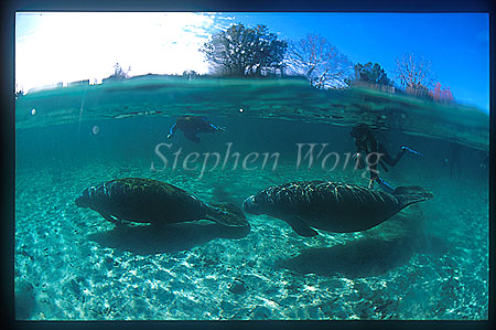 Manatee 65 w Takako, Florida2001