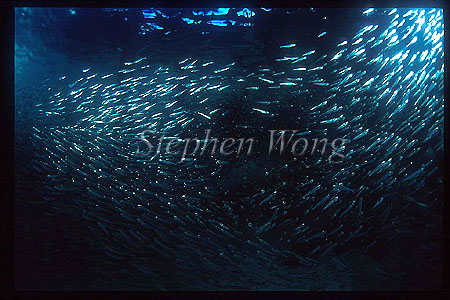 Baitfish 01, Silversides, may be