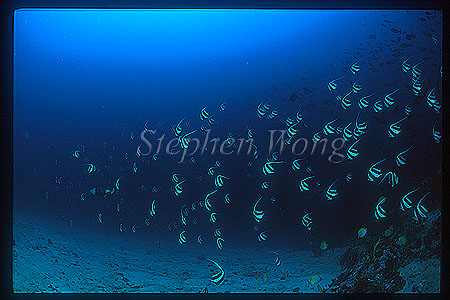 Bannerfish 01