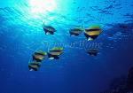 Bannerfish 03