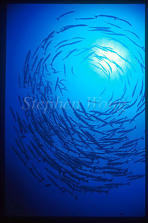 Barracuda, Blue lined 01 Sphyraena qenie