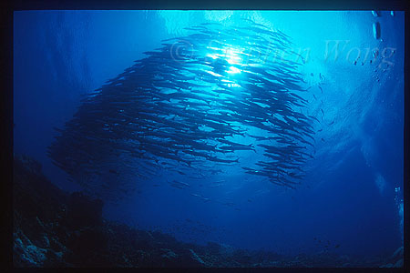 Barracuda, Chevron Barracuda 101