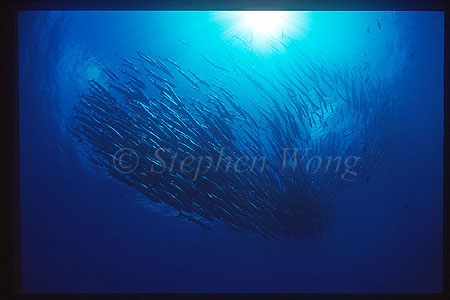 Barracuda, Chevron Barracuda 102