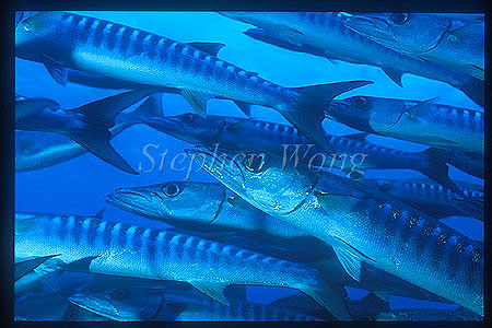 Barracuda, Chevron Barracuda 104