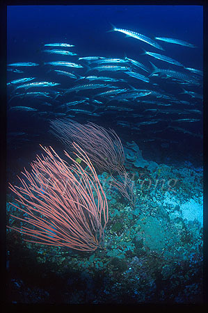 Barracuda, Chevron Barracuda 105 & Whip Coral