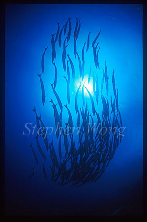 Barracuda, Chevron Barracuda 106