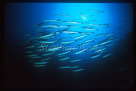 Barracuda, Chevron Barracuda 107