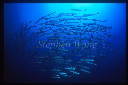 Barracuda, Chevron Barracuda 108