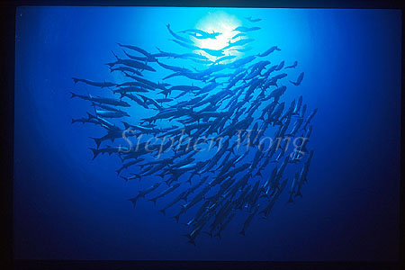 Barracuda, Chevron Barracuda 109