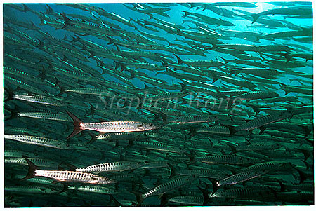 Barracuda, Chevron Barracuda 111 negative 1991 Sipadan