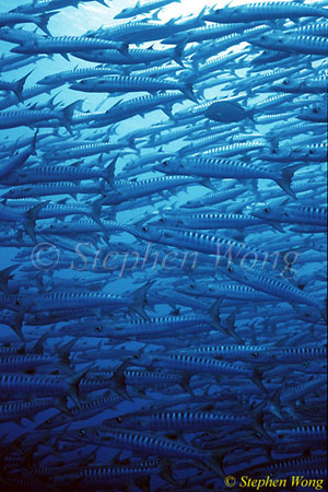 Barracuda, Chevron Barracuda 113 080103