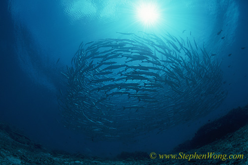 Barracuda, Chevron Barracuda 121 0705