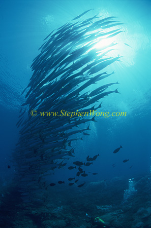 Barracuda, Chevron Barracuda 122 0705